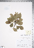  (Crataegus cupressocollina - TRT155)  @11 [ ] Copyright (2012) Tim Dickinson Royal Ontario Museum
