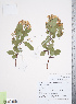  (Crataegus suksdorfii - TRT185)  @11 [ ] Copyright (2012) Tim Dickinson Royal Ontario Museum