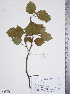  (Crataegus dodgei - TRT183)  @11 [ ] Copyright (2012) Tim Dickinson Royal Ontario Museum