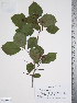  (Crataegus harbisonii - TRT017)  @11 [ ] Copyright (2012) Tim Dickinson Royal Ontario Museum