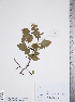  (Crataegus rivuloadamensis - TRT168)  @11 [ ] Copyright (2012) Tim Dickinson Royal Ontario Museum
