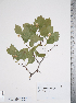 (Crataegus rivulopugnensis - TRT154)  @11 [ ] Copyright (2012) Tim Dickinson Royal Ontario Museum