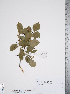 (Crataegus aquacervensis - TRT162)  @11 [ ] Copyright (2012) Tim Dickinson Royal Ontario Museum