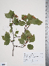  (Crataegus williamsii - TRT034)  @11 [ ] Copyright (2011) Tim Dickinson Royal Ontario Museum