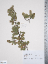  (Crataegus lassa - TRT027)  @11 [ ] Copyright (2011) Tim Dickinson Royal Ontario Museum