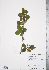 (Crataegus gaylussacia - TRT239)  @11 [ ] Copyright (2012) Tim Dickinson Royal Ontario Museum