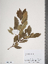  (Crataegus opaca - TRT020)  @11 [ ] Copyright (2012) Tim Dickinson Royal Ontario Museum