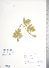  (Crataegus nigra - TRT036)  @11 [ ] Copyright (2012) Tim Dickinson Royal Ontario Museum