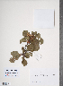  (Crataegus wilsonii - TRT122)  @11 [ ] Copyright (2012) Tim Dickinson Royal Ontario Museum