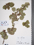  (Crataegus dahurica - TRT029)  @11 [ ] Copyright (2012) Tim Dickinson Royal Ontario Museum