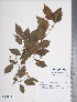  (Crataegus viridis - TRT130)  @11 [ ] Copyright (2012) Tim Dickinson Royal Ontario Museum