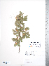  (Crataegus heldreichii - TRT037)  @11 [ ] Copyright (2012) Tim Dickinson Royal Ontario Museum