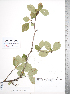  (Crataegus okennonii - TRT169)  @11 [ ] Copyright (2012) Tim Dickinson Royal Ontario Museum
