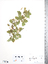  (Crataegus x ninae-celottiae - TRT201)  @11 [ ] Copyright (2012) Tim Dickinson Royal Ontario Museum