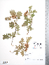  (Crataegus pinnatifida - TRT092)  @11 [ ] Copyright (2012) Tim Dickinson Royal Ontario Museum