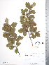  (Crataegus maximowiczii - TRT093)  @11 [ ] Copyright (2012) Tim Dickinson Royal Ontario Museum