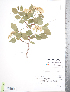  (Crataegus erythropoda - TRT242)  @11 [ ] Copyright (2012) Tim Dickinson Royal Ontario Museum