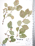  (Crataegus enderbyensis - TRT153)  @11 [ ] Copyright (2012) Tim Dickinson Royal Ontario Museum