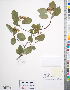  (Crataegus douglasii - TRT240)  @11 [ ] Copyright (2012) Tim Dickinson Royal Ontario Museum