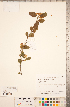  (Crataegus rhodamae-loveae - TRT192)  @11 [ ] Copyright (2012) Tim Dickinson Royal Ontario Museum