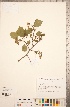  (Crataegus chrysocarpa var. piperi - TRT278)  @11 [ ] Copyright (2012) Tim Dickinson Royal Ontario Museum