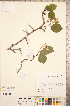  (Crataegus macracantha var. occidentalis - TRT280)  @11 [ ] Copyright (2012) Tim Dickinson Royal Ontario Museum