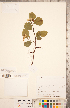  (Crataegus indet - TRT197)  @11 [ ] Copyright (2012) Tim Dickinson Royal Ontario Museum