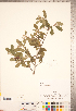  (Crataegus - TRT081)  @11 [ ] Copyright (2012) Tim Dickinson Royal Ontario Museum
