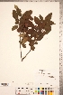  (Crataegus germanica - TRT074)  @11 [ ] Copyright (2012) Tim Dickinson Royal Ontario Museum