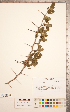  (Crataegus crus-galli - TRT252)  @11 [ ] Copyright (2012) Tim Dickinson Royal Ontario Museum