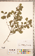 (Crataegus lassa Beadle - TRT254)  @11 [ ] Copyright (2012) Tim Dickinson Royal Ontario Museum