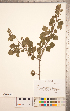  (Crataegus dispar - TRT251)  @11 [ ] Copyright (2012) Tim Dickinson Royal Ontario Museum