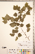  (Crataegus iracunda Beadle - TRT255)  @11 [ ] Copyright (2012) Tim Dickinson Royal Ontario Museum