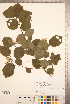  (Crataegus triflora - TRT115)  @11 [ ] Copyright (2012) Tim Dickinson Royal Ontario Museum