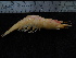  ( - UNMDP-TAL II-III_001)  @14 [ ] CreativeCommons - Attribution Non-Commercial Share-Alike (2014) Unspecified Laboratorio de Zoología de Invertebrados