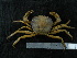  ( - UNMDP-TAL II-III_009)  @11 [ ] CreativeCommons - Attribution Non-Commercial Share-Alike (2014) Unspecified Laboratorio de Zoología de Invertebrados