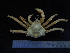  ( - UNMDP-TAL II-III_023)  @11 [ ] CreativeCommons - Attribution Non-Commercial Share-Alike (2014) Unspecified Laboratorio de Zoología de Invertebrados