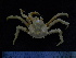  ( - UNMDP-TAL II-III_024)  @11 [ ] CreativeCommons - Attribution Non-Commercial Share-Alike (2014) Unspecified Laboratorio de Zoología de Invertebrados