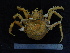  (Paralomis - UNMDP-TAL II-III_026)  @14 [ ] CreativeCommons - Attribution Non-Commercial Share-Alike (2014) Unspecified Laboratorio de Zoología de Invertebrados