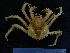  (Paralomis - UNMDP-TAL II-III_027)  @14 [ ] CreativeCommons - Attribution Non-Commercial Share-Alike (2014) Unspecified Laboratorio de Zoología de Invertebrados