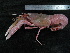  ( - UNMDP-TAL II-III_043)  @11 [ ] CreativeCommons - Attribution Non-Commercial Share-Alike (2014) Unspecified Laboratorio de Zoología de Invertebrados