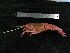  ( - UNMDP-TAL II-III_044)  @11 [ ] CreativeCommons - Attribution Non-Commercial Share-Alike (2014) Unspecified Laboratorio de Zoología de Invertebrados