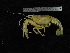  ( - UNMDP-TAL II-III_045)  @11 [ ] CreativeCommons - Attribution Non-Commercial Share-Alike (2014) Unspecified Laboratorio de Zoología de Invertebrados