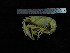  ( - UNMDP-TAL II-III_046)  @11 [ ] CreativeCommons - Attribution Non-Commercial Share-Alike (2014) Unspecified Laboratorio de Zoología de Invertebrados