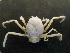  (Ethusidae - UNMDP-TAL II-III_047)  @11 [ ] CreativeCommons - Attribution Non-Commercial Share-Alike (2014) Unspecified Laboratorio de Zoología de Invertebrados