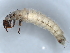  ( - BIOUG89940-C05)  @11 [ ] CreativeCommons - Attribution (2022) CBG Photography Group Centre for Biodiversity Genomics