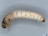  ( - BIOUG89940-C08)  @11 [ ] CreativeCommons - Attribution (2022) CBG Photography Group Centre for Biodiversity Genomics