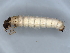  ( - BIOUG89940-C11)  @11 [ ] CreativeCommons - Attribution (2022) CBG Photography Group Centre for Biodiversity Genomics