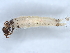  ( - BIOUG89940-D03)  @11 [ ] CreativeCommons - Attribution (2022) CBG Photography Group Centre for Biodiversity Genomics