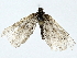  ( - BIOUG89990-F09)  @11 [ ] CreativeCommons - Attribution (2022) CBG Photography Group Centre for Biodiversity Genomics